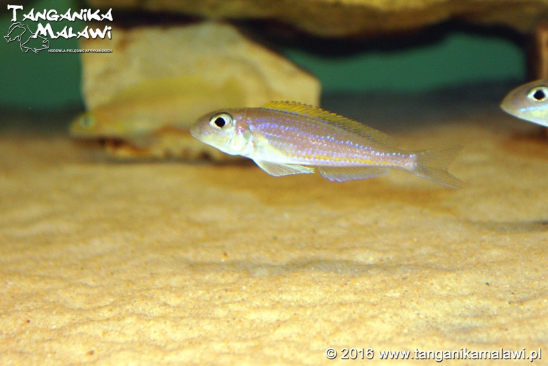Xenotilapia flavipinnis 'Chituta Bay'